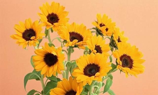 小里|23岁女大学生肝癌晚期，生命最后的愿望竟然是种一棵树