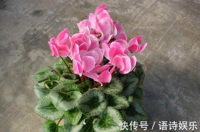 仙客来的冬天养殖禁忌,教你做好以下几点,爆芽爆花还能爆盆!