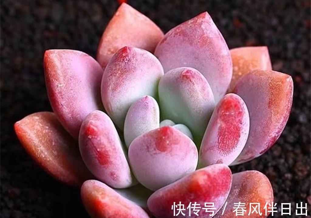 多肉界从不以瘦为美,环肥才是王道,把多肉养胖有三个高招