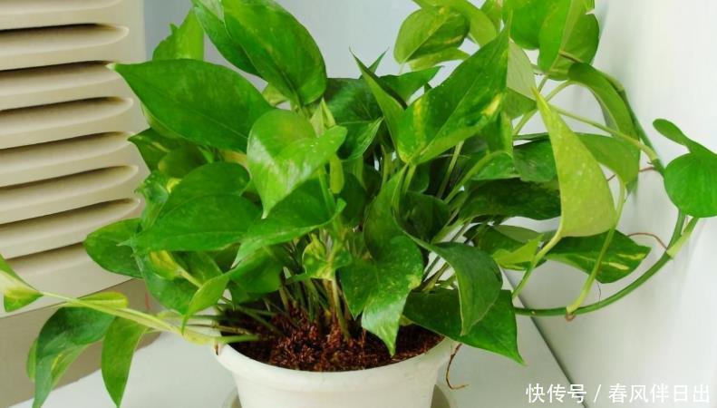 办好|养绿萝,哪些事情该做、不该做,该如何办好,你清楚吗?