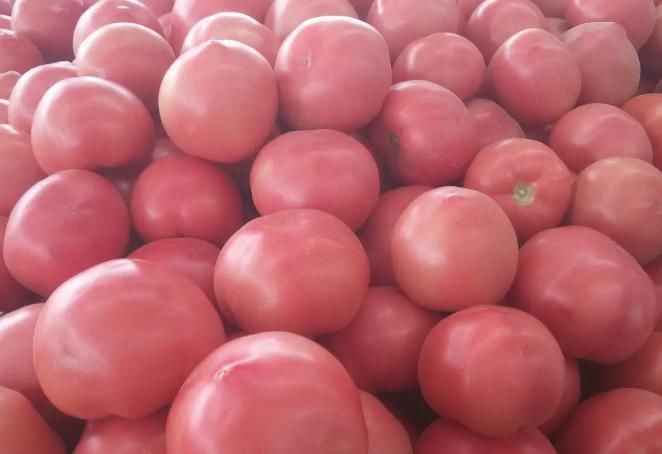 买西红柿时，如何分辨“激素”西红柿？为了家人的健康，赶紧看看