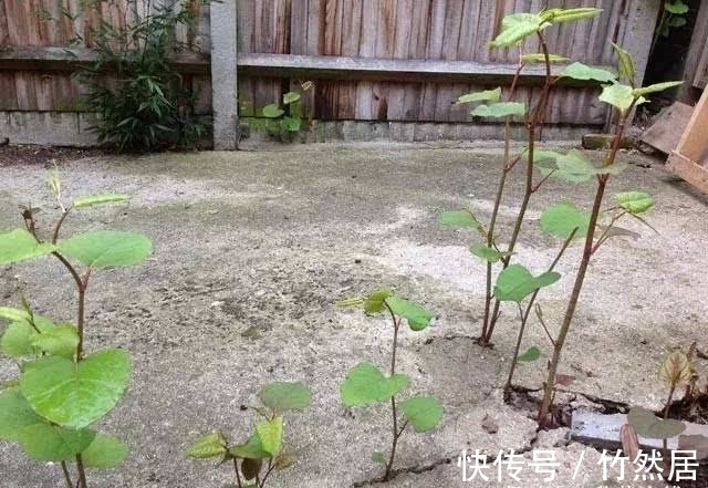 杂草|地上碰见这植物,说啥也要铲掉,不然泛滥后,损失大