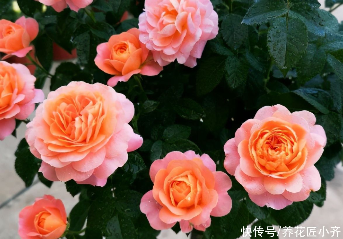 月季为什么有盲芽呢？产生的原因有2个，早知道，早预防，开花棒