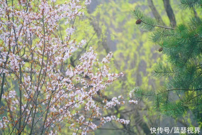 相约西安 筑梦全运 第二十届翠华山登山节盛大启航