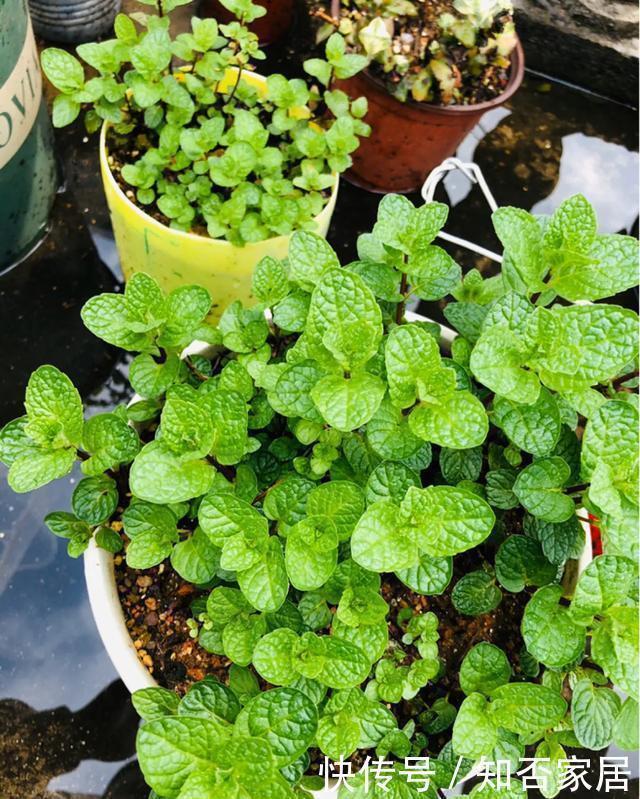 爆盆|养花技巧：折腾不死的25种花，咋养都爆盆，懒人最适合