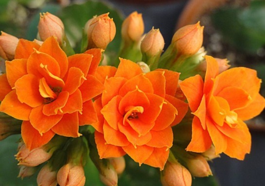 新手懒人最爱养这款植物，不用操啥心，枝头窜满花苞，美成小花园