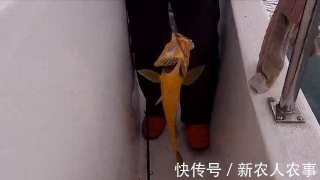 浙江4名男子驾船3小时去海钓,收获了17条大黄鱼,总价值4.4万元