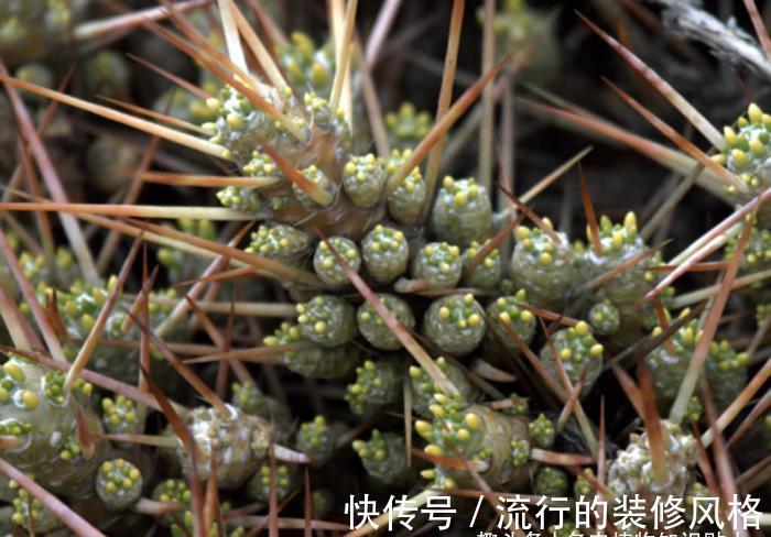 多肉植物|拟叶仙人掌,不同寻常的多肉植物,仙人掌科的奇葩