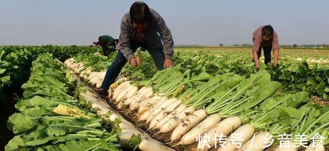 秋天|立秋了,这六种“根菜”要多吃,营养丰富贴秋膘,提高自身免疫力!