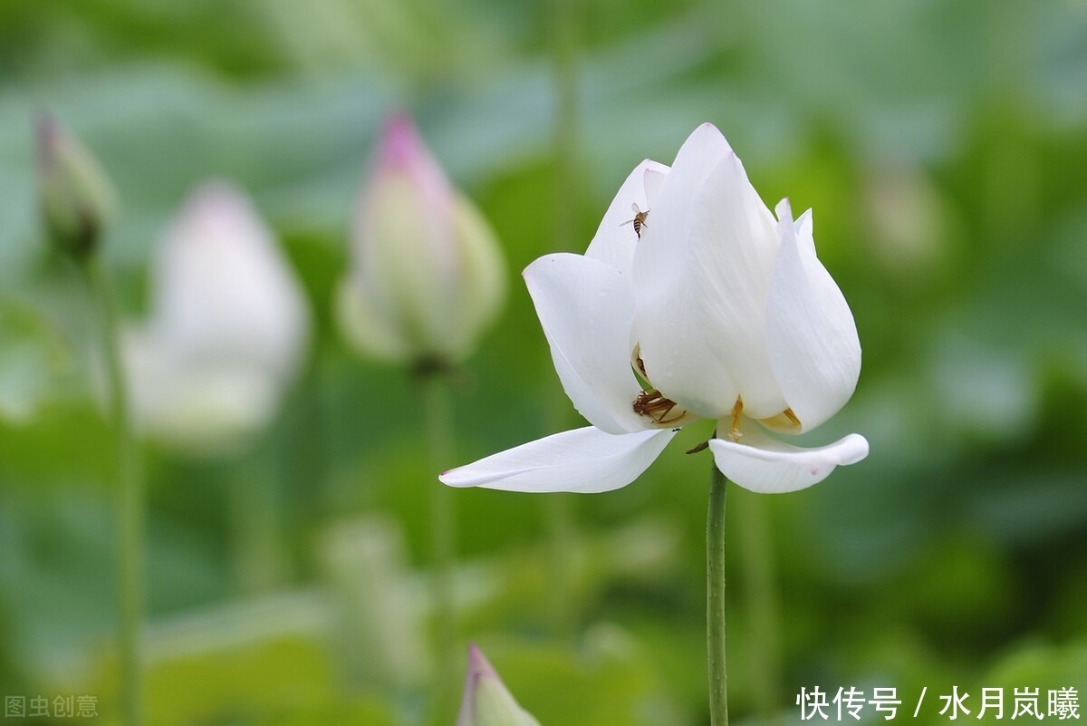 繁华|漫卷时光，岁月留香，倚窗听雨思韶华，静数流年入烟霞