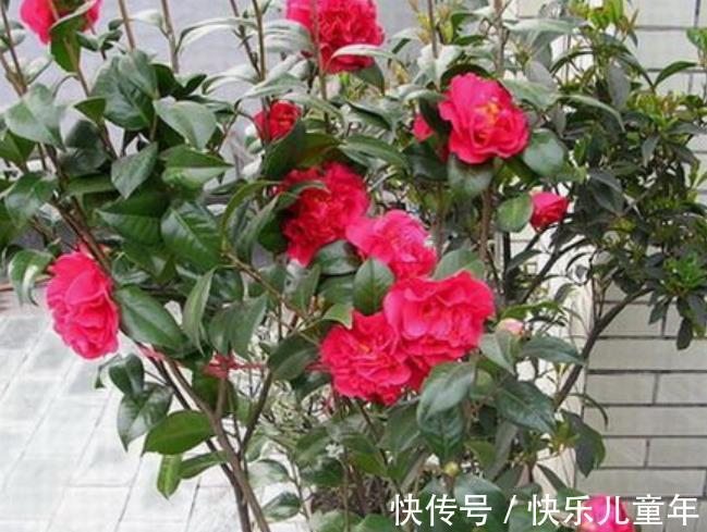 茶花|忘了月季吧,此款好养更耐寒,花苞犹如鸽子蛋,一开就是小半年