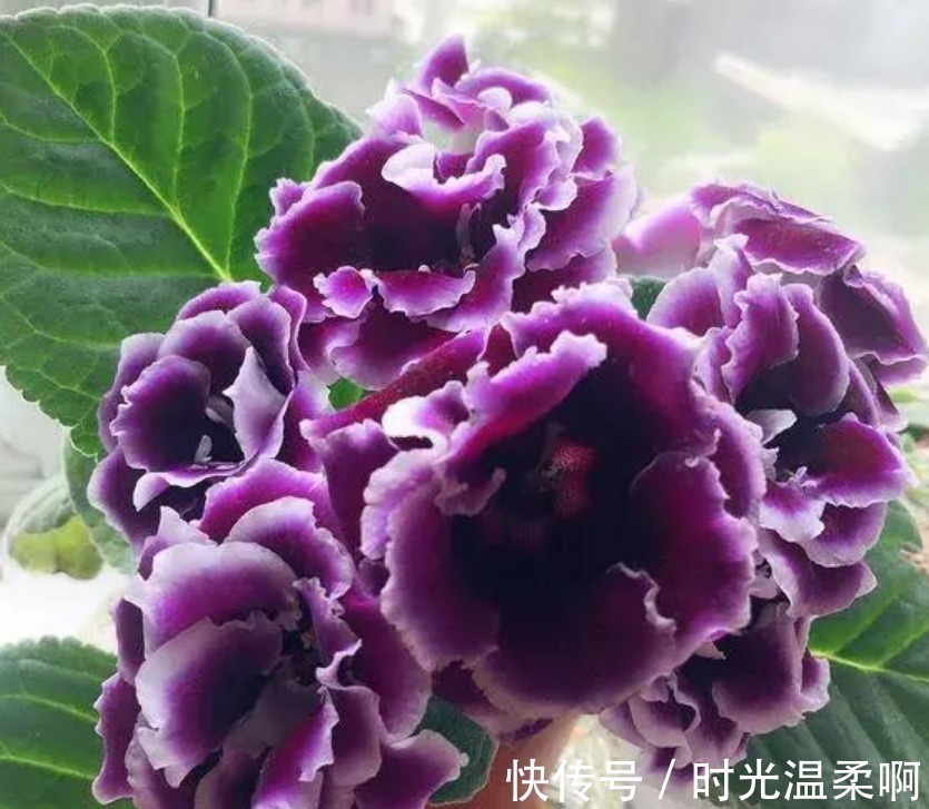 3种漂亮花,沾土就活,“花香”飘满屋,花美心情好!