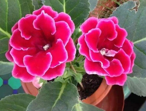 此“阴暗花”,暗光也能旺,花开似玫瑰,比牡丹更好养,开150天