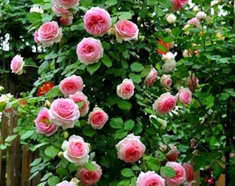 家里必养“4种花”，好养又漂亮，开花就爆盆，不易生病好养护