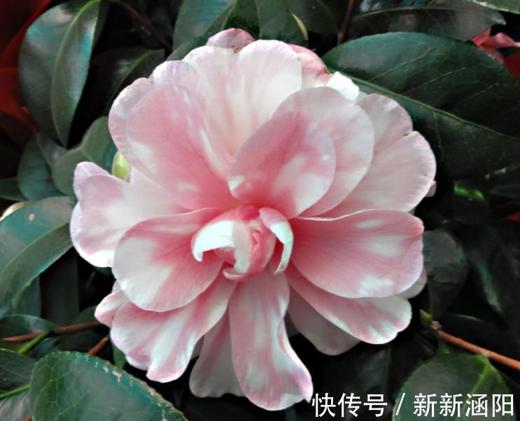 茶花长花苞了,花还没开花苞就蔫了,赶紧救治晚了不开花