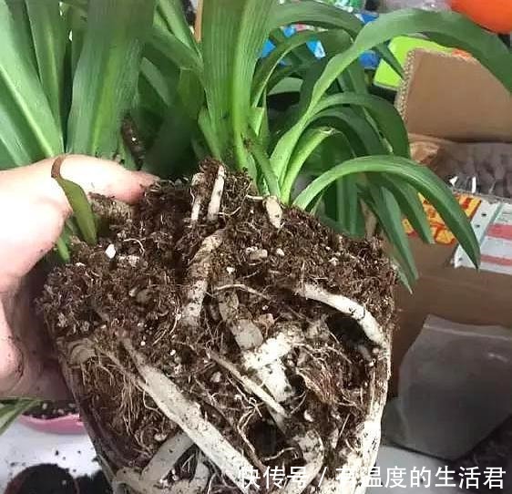 春季给花换盆,5个错误不要犯,不然服盆慢,难养活!