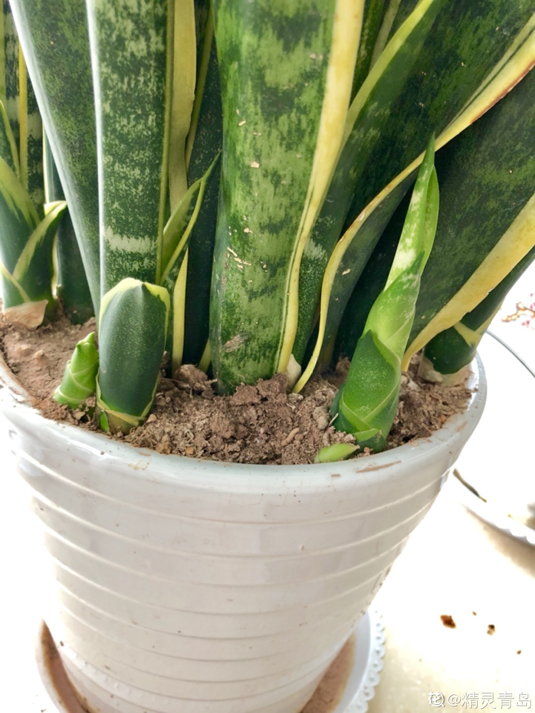 3种花不用扦插，掰下来就能活，1盆变10盆，懒人也能养！