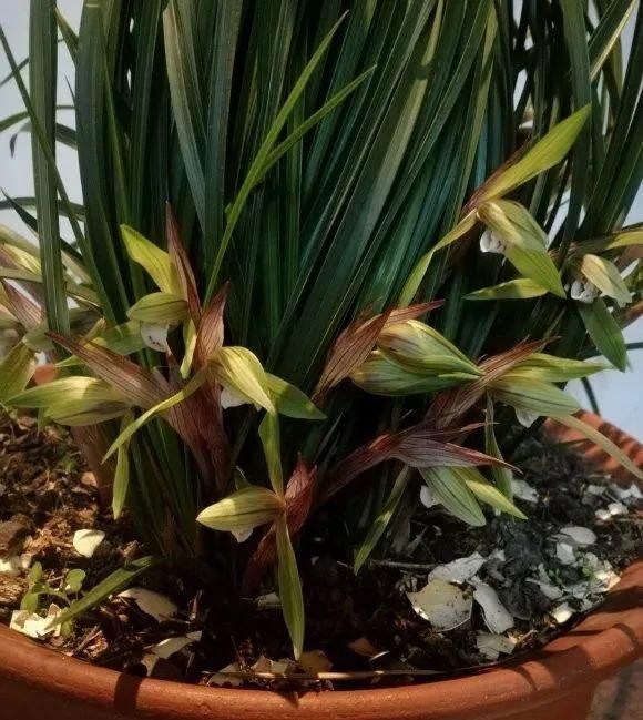 长寿|一棵长寿的花,124个花箭,开花,锅盖打开的方法