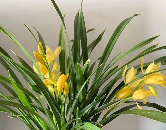 建议夏天遇到此兰花，别手软，多买些，能让你“清凉一夏”！