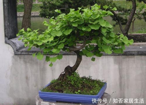 银杏树|3种漂亮盆景,2年长成老桩,高端大气上档次,是家庭盆栽佳品