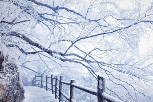 雾凇|点赞破百万的世界级雪景！雾凇云海，仿佛“误入天宫”，这里早该火了！