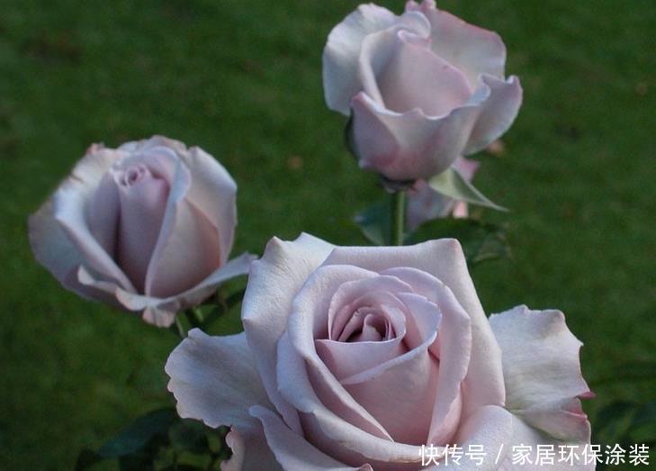 20款紫色月季品种。浓香、抗病非常好养,天然紫色唯美盛开