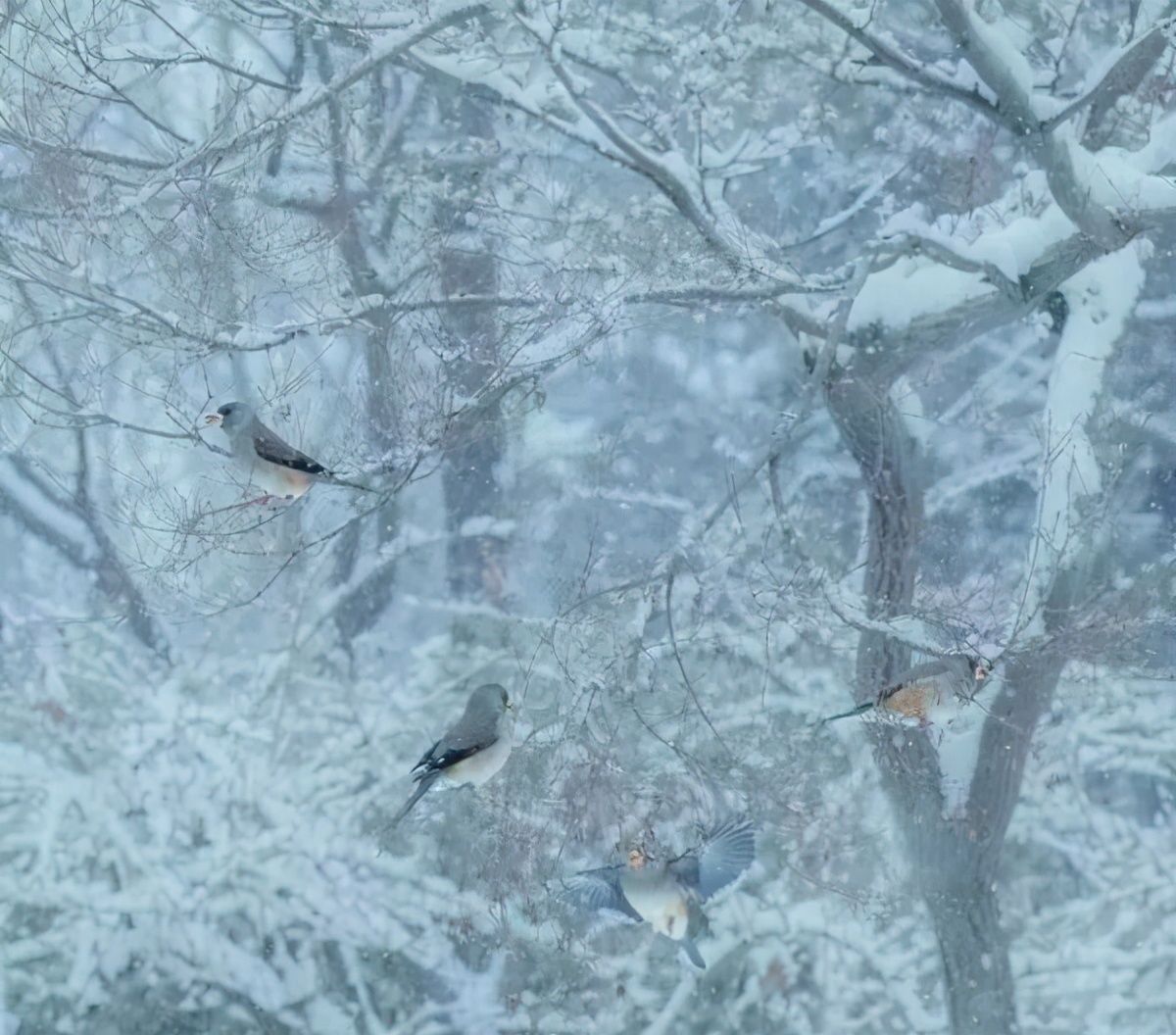  大雪腌肉|大雪至，寒冬始，祝冬安