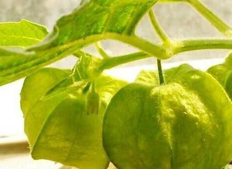 糖尿病|农村这种野果,降血压,增强心脏功能,治疗糖尿病,城里人抢着吃