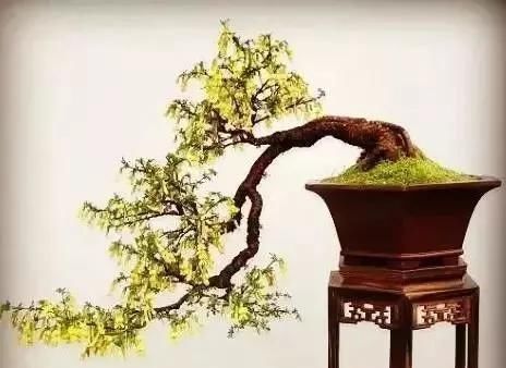 除螨|这3种盆景自带香气、可以抗菌,放在客厅最合适了