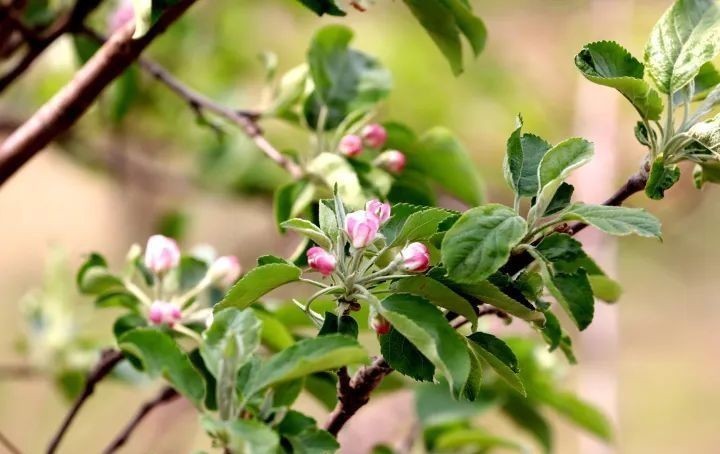 天际|山间梨花陆续开 乾隆绿道待客来