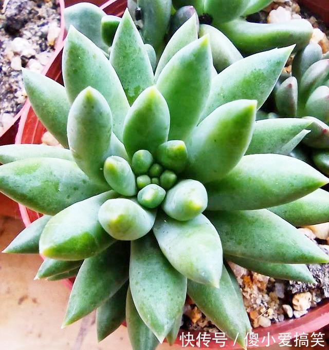 多肉有4个表现,证明已经“苏醒”,浇水施肥要跟上