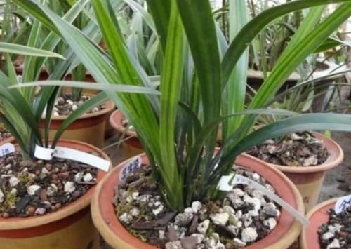 自制养花营养土，用上4种“小东西”，盆土松软透气，养啥花都旺