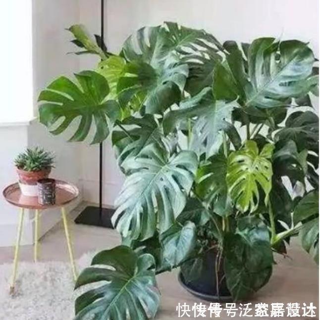 净化|4种花净化空气,杀菌去异味,吸收有害气体,养在客厅美极了