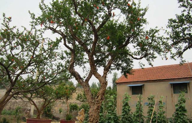 有庭院的强烈推荐种这3种水果树,有花,有果实,满满的幸福感