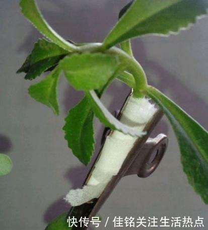 金枝玉叶|长寿花嫁接“金枝玉叶”,技巧简单,轻松变成“火树银花”!