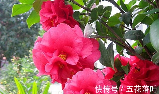 吉尼斯纪录|放弃月季吧!此花零下20度冻不死,花大如“脸盆”,盆栽地栽皆可!