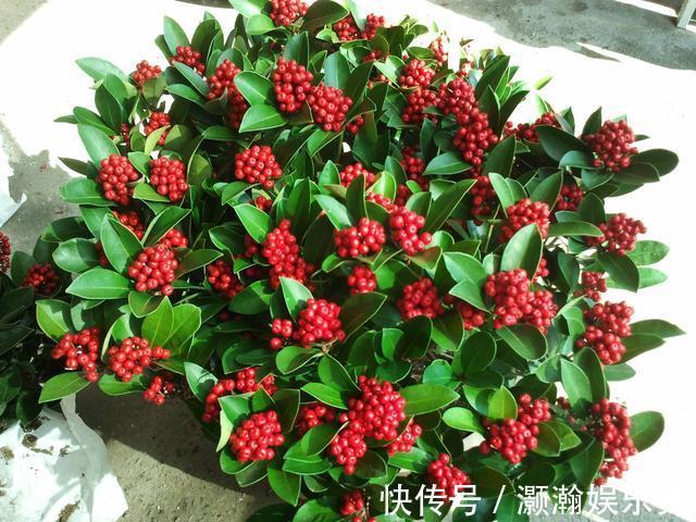 13种“昂贵花”,开花魅力无穷,可价格太高,养得起的人非富即贵