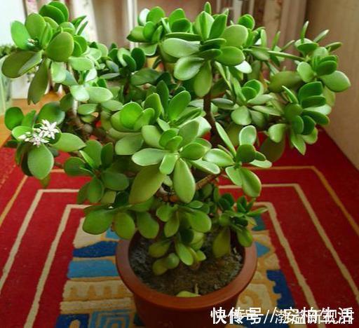 浇水|玉树这么养，轻松变“老桩”，价格翻倍，玉树临风，花开不败