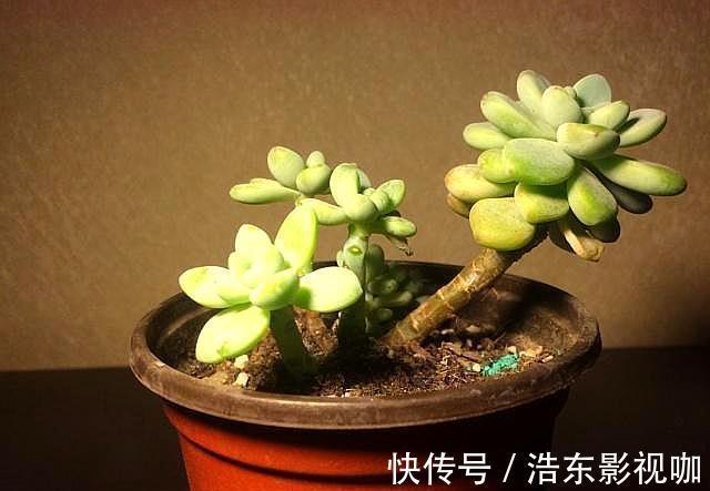 怎么判断多肉需要浇水3个经验,又快又准!