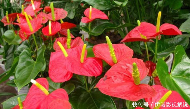 四季|这五种花可以四季常开，一养就爆盆，而且常盛不衰，绝对不容错过