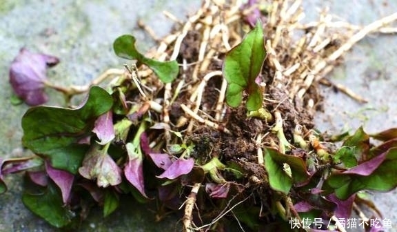 香椿芽樹|農村野外這常見的4種野菜,可都是貨真價實的寶貝,你吃過幾種?