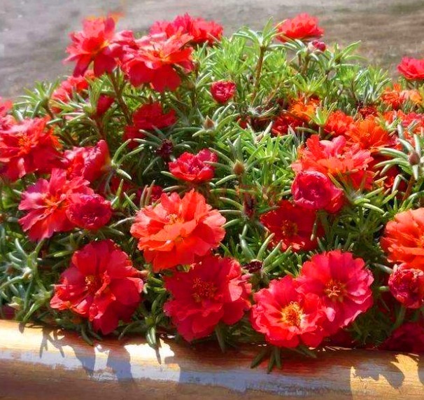 不知道家里养啥花不妨看下此3种，既美丽，还能使花友心情舒畅