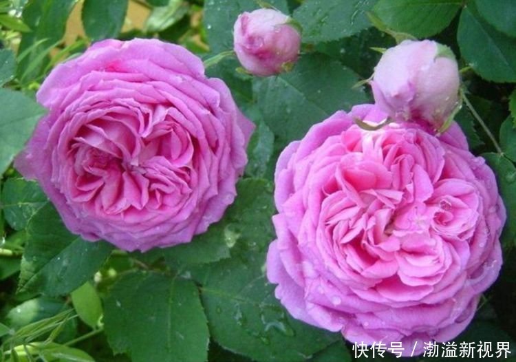 4种花现在养刚刚好,比玫瑰漂亮100倍,花大多又艳