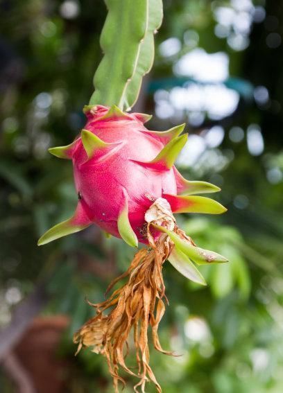 食物调理机|女性不想皱纹爬上脸，以下水果多吃点，淡化色斑，延缓衰老