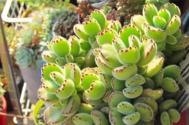 养殖多肉熊童子,盆栽谨记''3重点'',枝繁叶茂、爪子上色快