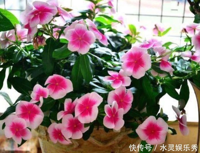 花色|养花就养4种花,好养易活花量大,个个都是高颜值,越养越喜欢!