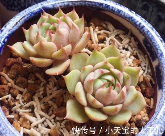 多肉长花箭,影响多肉的健康与生长,剪掉后既可繁殖又可制作工艺