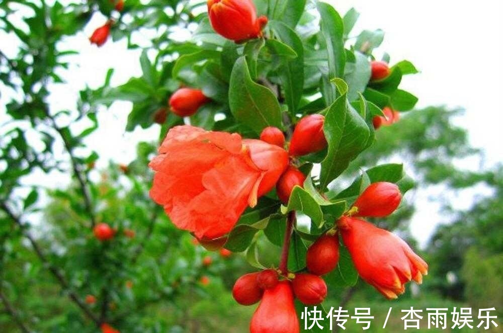 不抽烟、不喝酒，此花也要养2盆，花朵大又红，寓意子孙满堂