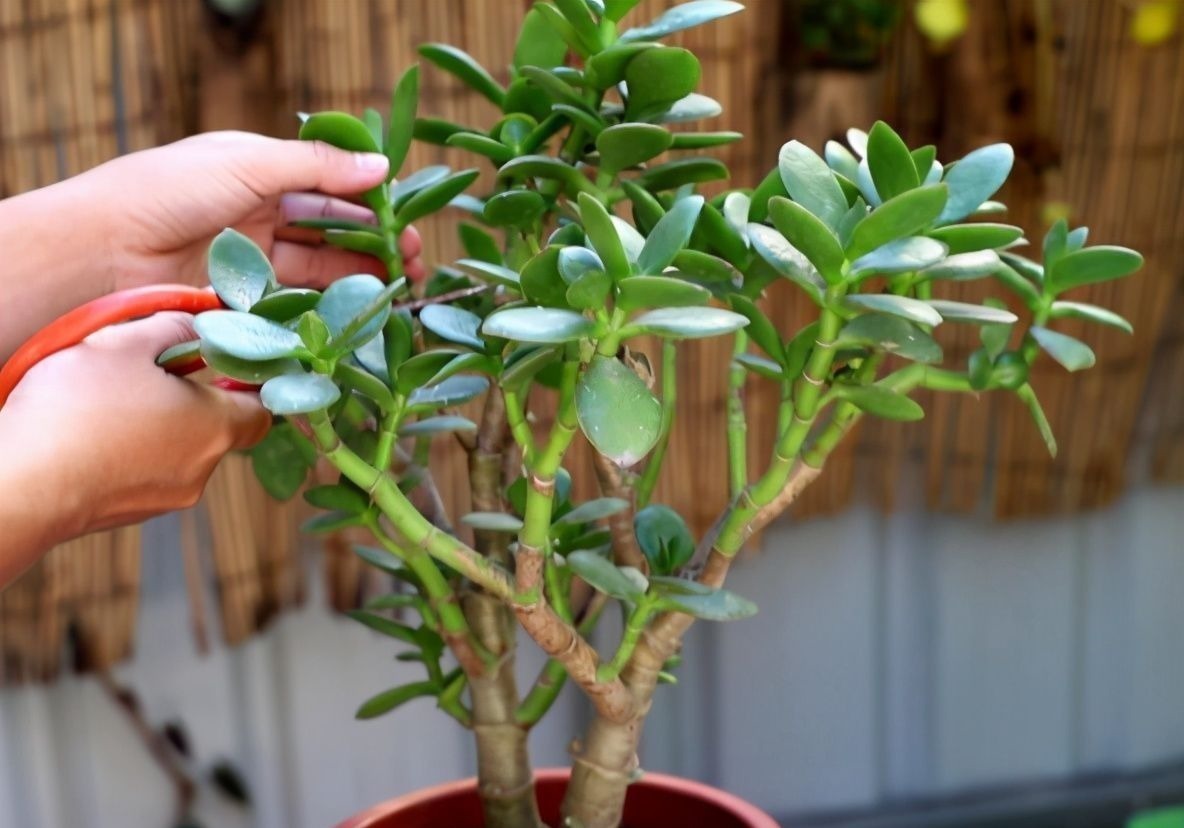 如果养着这7种花,温度高及时“打顶”,这样才能枝繁叶茂