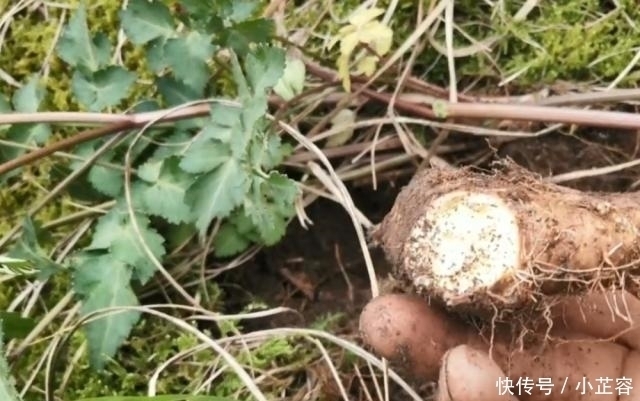 中年|山林里遇到这种植物,记得连根一起挖回家,用来煲汤非常美味